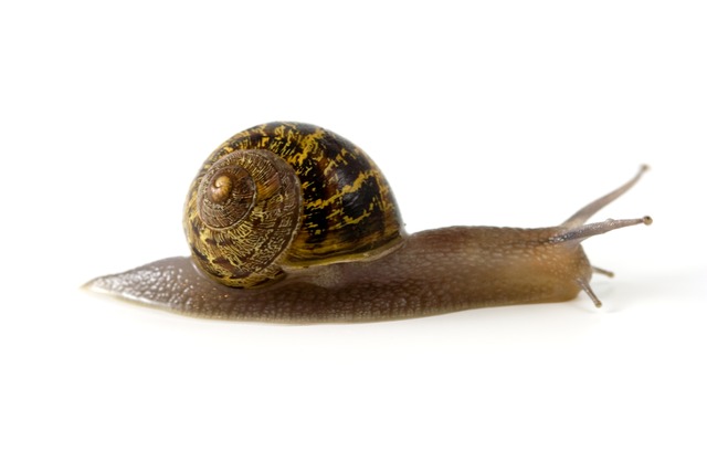 snail photo